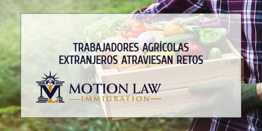 Trabajadores agrícolas indocumentados denuncian abuso laboral